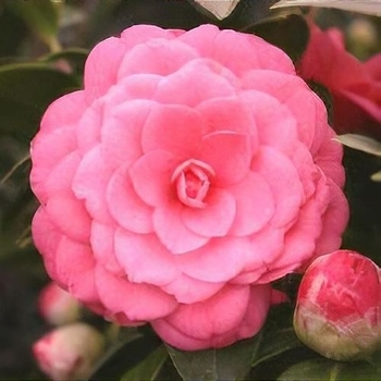 Camellia japonica 'Mrs Tingley'