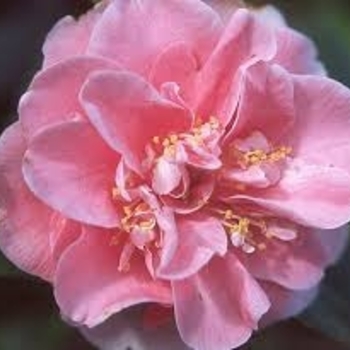 Camellia japonica 'Pink Parade'