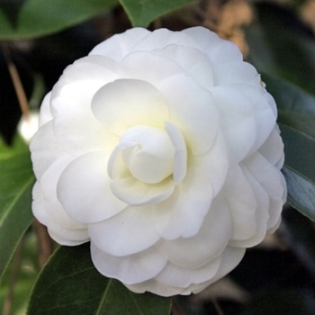 Camellia japonica 'Purity' 