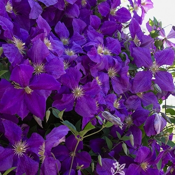 Clematis jackmanii 'Superba' 