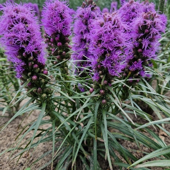 Liatris spicata