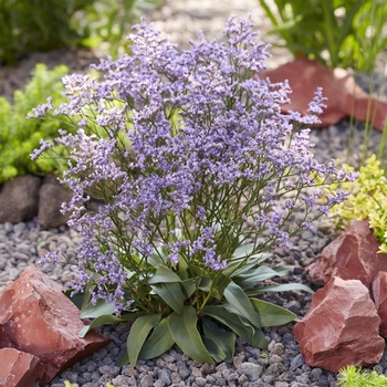 Limonium latifolium