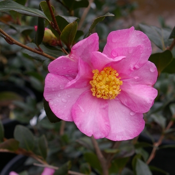 Camellia sasanqua 'Cleopatra' 