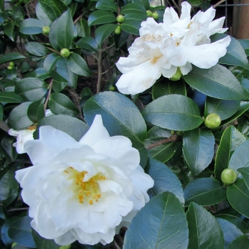 Camellia sasanqua 'Mine-No-Yuki' 