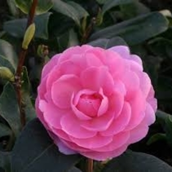 Camellia x williamsii 'E. G. Waterhouse' 