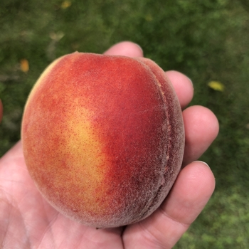 Prunus persica 'Big Red' 