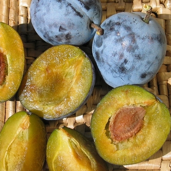 Prunus domestica 'Italian'