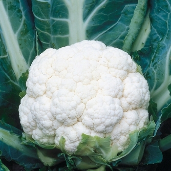 Brassica oleracea 'Snow Crown'