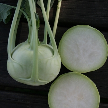 Brassica oleracea var. gongylodes 'Winner'