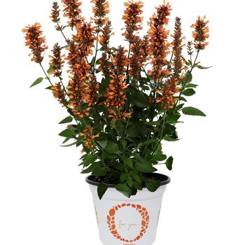 Agastache 'Honeysticks Ember' 