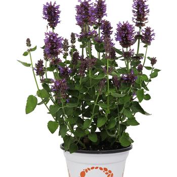 Agastache 'Honeysticks Purple' 