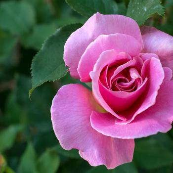 Rosa 'Queen Elizabeth' (321023)