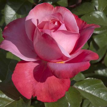 Rosa 'Pink Flamingo' (321031)