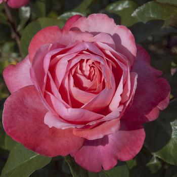 Rosa 'Pink Flamingo' (321032)