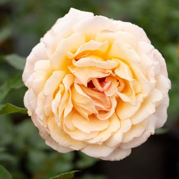 Rosa Parfuma&reg; 'Sunrise' (321036)