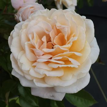 Rosa Parfuma&reg; 'Sunrise' (321037)