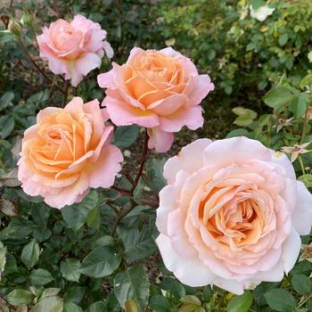 Rosa 'KORbrocaze' PP31603