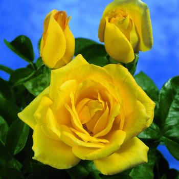 Rosa 'Oregold' (321040)