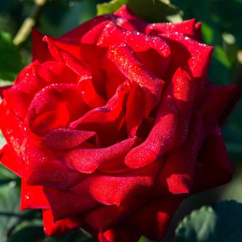 Rosa 'Macauck' PP17,252