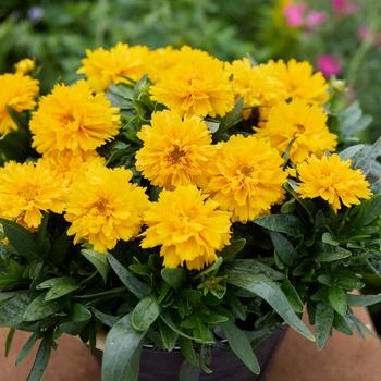 Coreopsis grandiflora 'SunGlobe' (321046)