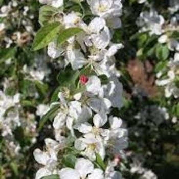 Malus 'JFS KW214MX' PP31076