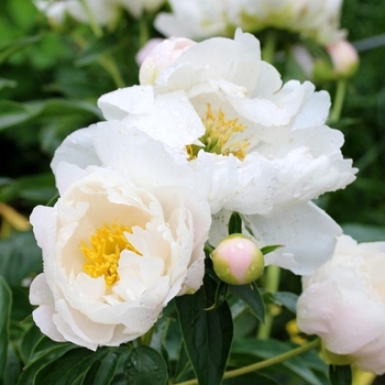 Paeonia 'Mrs. C. S. Minot' 