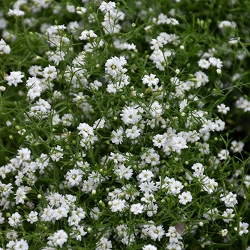 Gypsophila repens 'Filou White'
