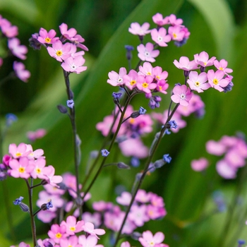 Myosotis sylvatica 'Victoria Rose' 
