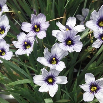 Sisyrinchium 'Stripey' 