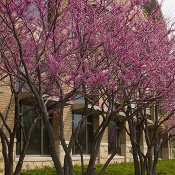 Cercis canadensis 'Heart's Desire™'