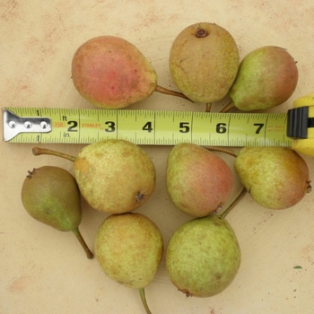 Pyrus ussuriensis 'Bailfrost' PP25,936