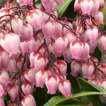 Pieris japonica 'Piesid2' PP34660