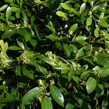 Distylium 'PIIDIST-I' PP24410