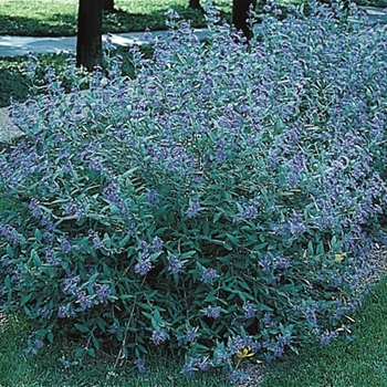 Caryopteris x clandonensis 'Blue Mist'