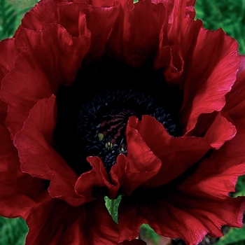 Papaver orientale