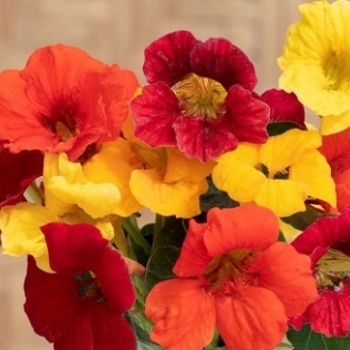 Tropaeolum minus 'Baby Orange'