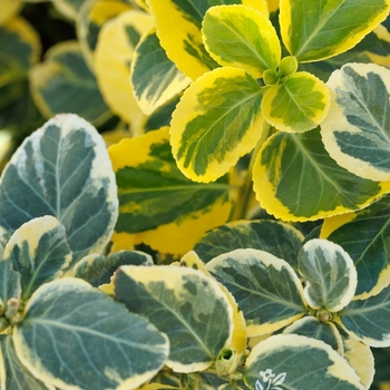 Euonymus fortunei 'Canadale Gold' 