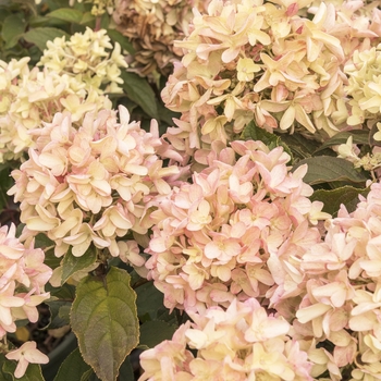 Hydrangea paniculata 'SMHPCW' PPAF