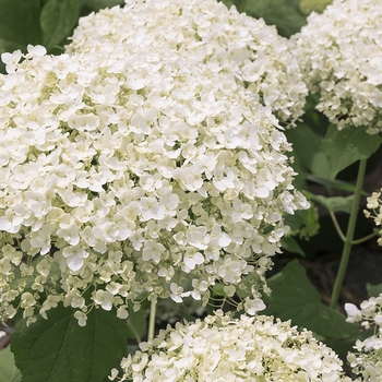 Hydrangea arborescens 'Bar Harbor' PP28729