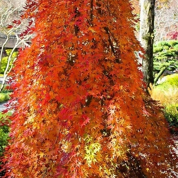 Acer palmatum 'Ryusen' PP18501