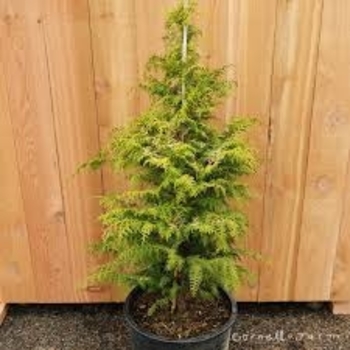 Chamaecyparis obtusa 'Sunlight Lace' 