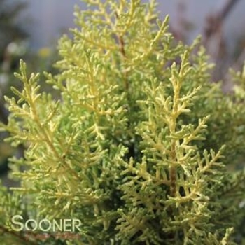 Chamaecyparis obtusa 'Sunspray' 