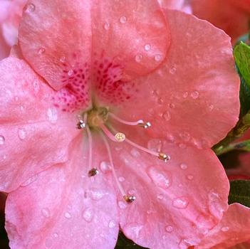 Rhododendron Satsuki hybrid 'Wakaebisu' 
