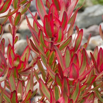 Leucadendron 'Safari Sunset' 