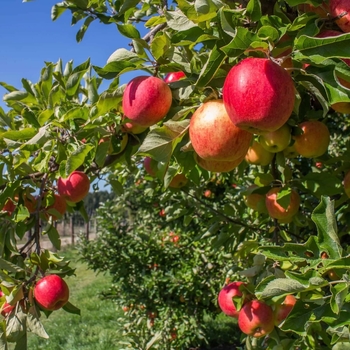 Malus domestica 'Anna' 