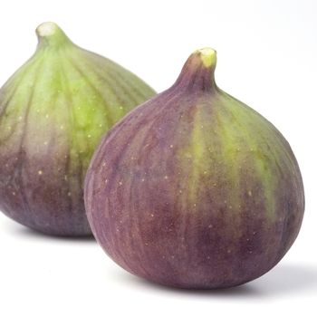 Ficus carica 'Olympian' 