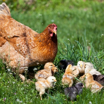 Sempervivum 'Multiple Varieties' 