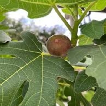 Ficus carica 'LSU Purple'