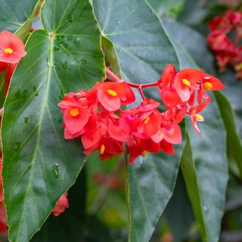 Begonia 'Series' PP18864P2