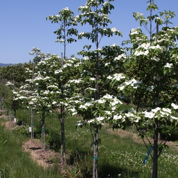 Cornus kousa x nuttallii 'KN4-43' PP16,257